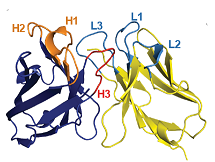 Modeling and docking antibody structures with Rosetta